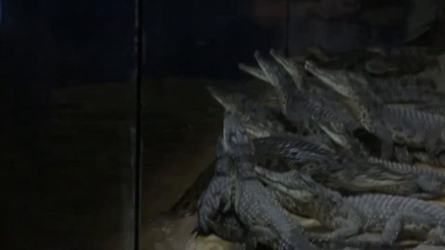 Кормление крокодильчиков, Алушта (часть 2)