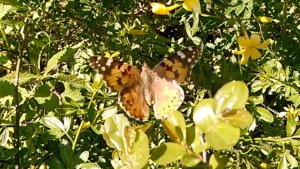 Репейница 2019