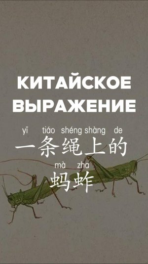 Китайсое выражение：一条绳上的蚂蚱