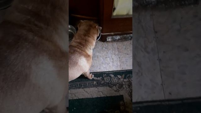 Пробую залезть в еду шарпея когда он ест. смотреть онлайн