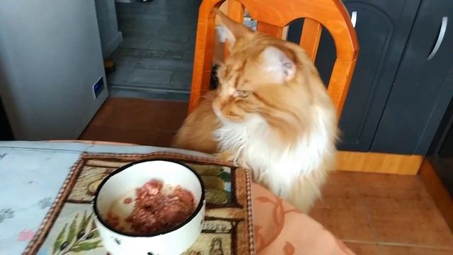 Мейн кун Степа и кот Тихон. Кота подняли, но не разбудили. смотреть онлайн