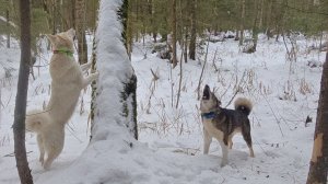 На  кануне нового года