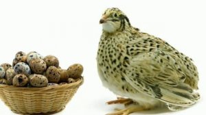 Бедана бокиш фойдаси $