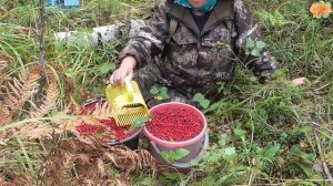 В Сибири море грибов и ягод