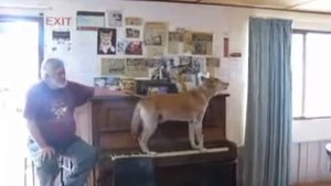 Собака играет на пианино и поет