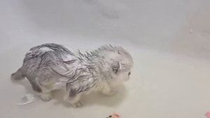 В ванной купаем котенка и папу кота впервые. Любят ли маленькие котики водные процедуры?