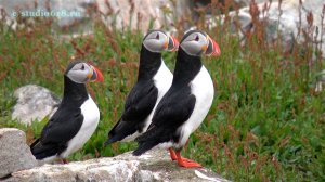 Айновы острова. Баренцевоморская инспекция. Кандалакшский морской заповедник. Залив Варангер-фьорд.