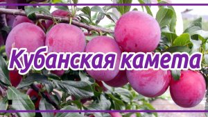 Алыча КУБАНСКАЯ КОМЕТА