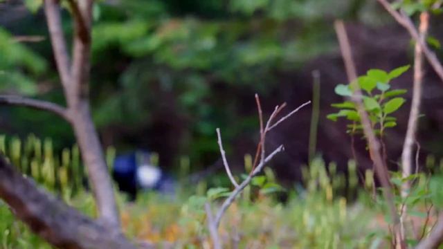 Дары Приморской Уссурийской тайги. Первые летние ягоды земляника и жимолость.