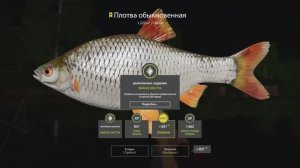 Русская рыбалка 4 трофей Плотвы на реке Вьюнок