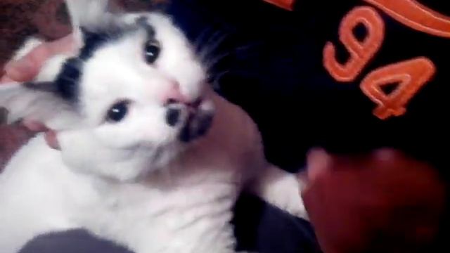 как давать коту таблетку смотреть онлайн