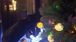 Котята-негритята и их первая ёлка. The first Christmas tree of black kittens Mel and Nick