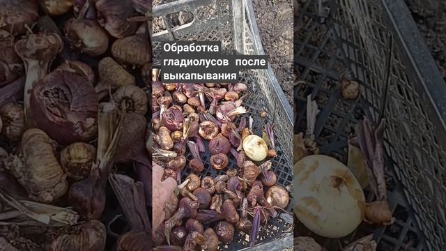 Обработка гладиолусов после выкапывания.