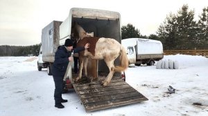 Новая лошадка с проблемой