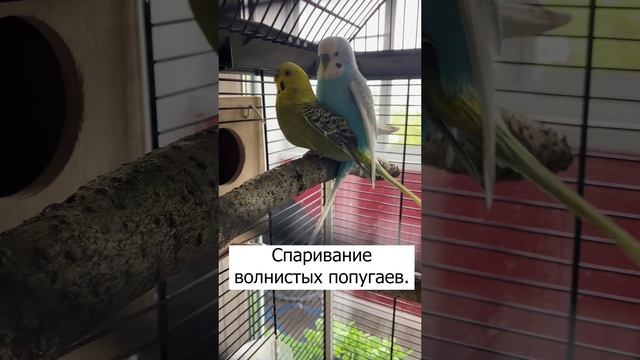 Спаривание волнистых попугаев.