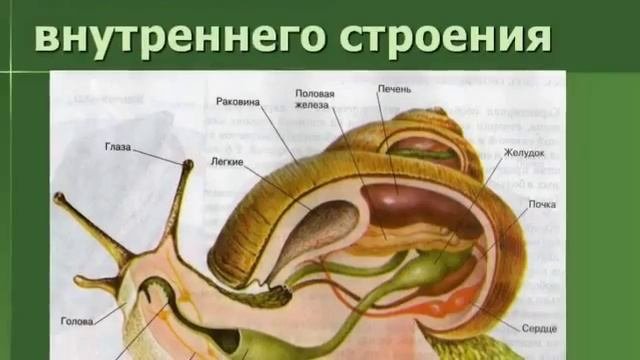 Презентация на тему Моллюски