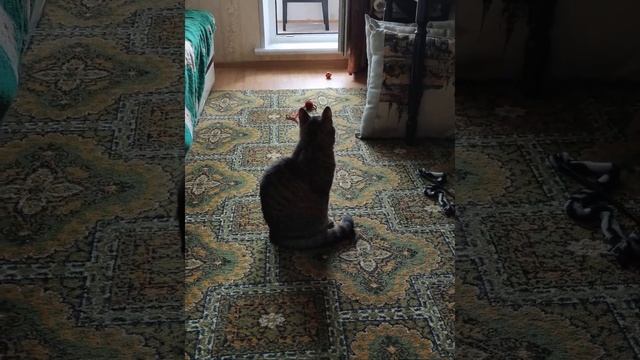 Vaska cat