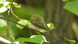 Пеночка трещотка   Phylloscopus sibilatrix