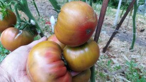 Томат Первый Помощник (First Mate)