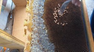 убираю поздний расплод