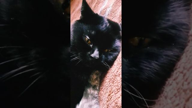 Самолюбивый котТот и хитрая кошкаВеста#коттот#кошкавеста #смешныекоты#добро#красивыекошки#моменты