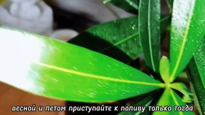 ОЛЕАНДР Уход и Размножение