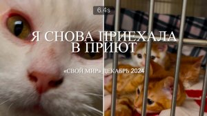Я снова приехала в приют животных.
