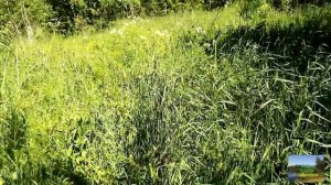 Заметки о деревенской жизни.