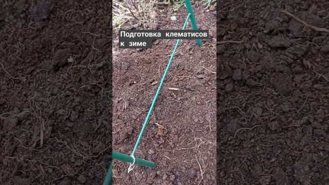 Подготовка клематисов к зиме.