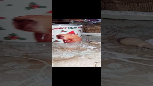 кружка капибара