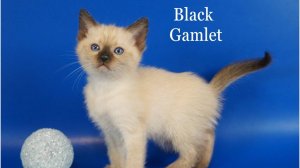 Тайский котик Black Gamlet, 1,5 месяца, сил пойнт