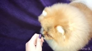 АСМР Собака кушает/ ASMR Dog Eating 🐾