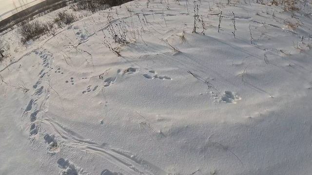 сдвойказайца#охота#