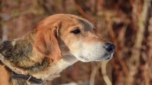 Сны. Экуменизм