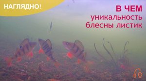 В чем уникальность блесны листик на мелководье?!