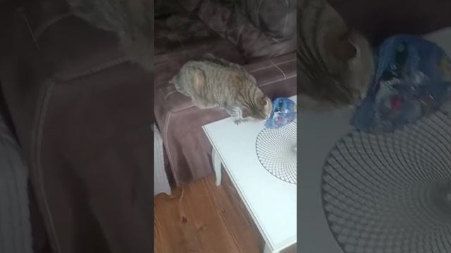 Похищение новогоднего подарка