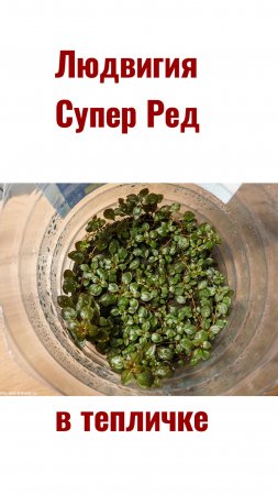 Людвигия Супер Ред в сухой форме (в тепличке)