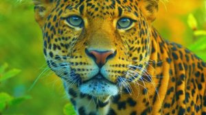 Портреты Животных: Близкие Встречи