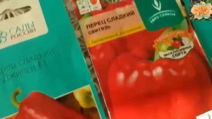 Посев семян перцев и стратификация семян многолетних цветов