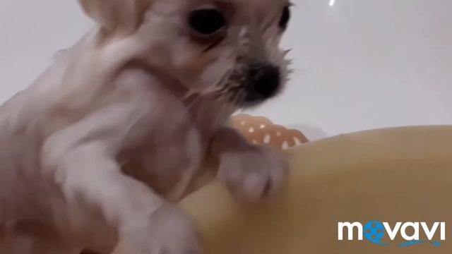 Tiffany shpic pom#pomeranian#buy puppy shpic смотреть онлайн