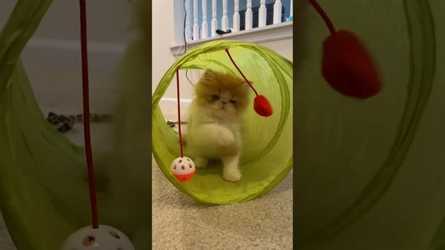 Playful 🧡🐱🏠 Red Bicolor Exotic Longhair Kitten In New Furrever Home