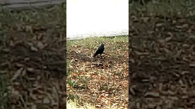 Галка икает смотреть онлайн