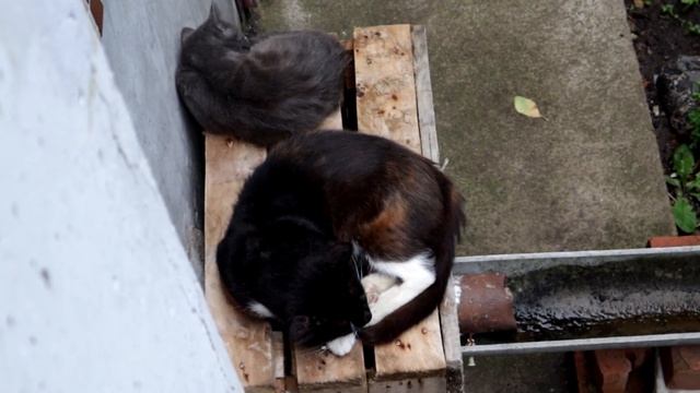 Кошачья идиллия.