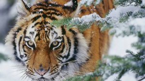 Животные зимой