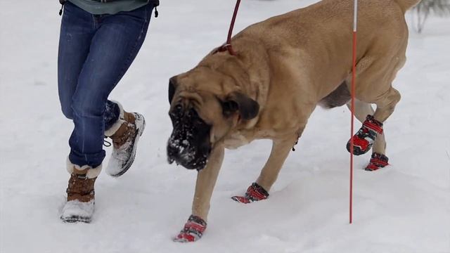 How To Protect Dog Paws in Winter | Kurgo Blaze Cross Dog Shoes Review [PRO'S & CON'S]