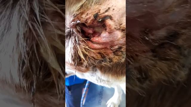 OTITIS CRÓNICA EN PERROS