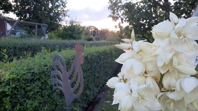 Пирожок от сына. Красота. Дача.#рецепты #вкусно #природа #жизньсовкусомсчастья #красота #дача #еда