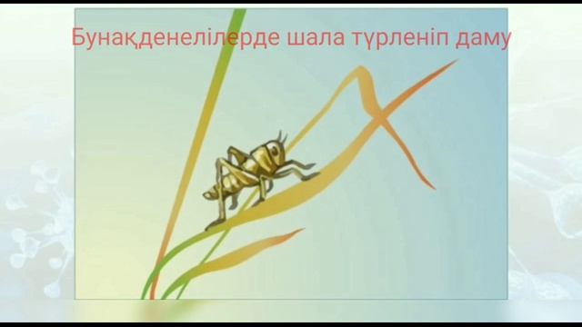 Жануарлардағы онтогенездің тура және жанама типтері