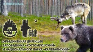 Заповедник "Костомукшский" и национальный парк "Калевальский". Туризм и правила поведения на ООПТ.