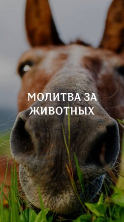 Молитва за животных